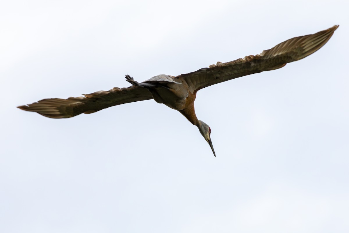 Sandhill Crane - ML620395503