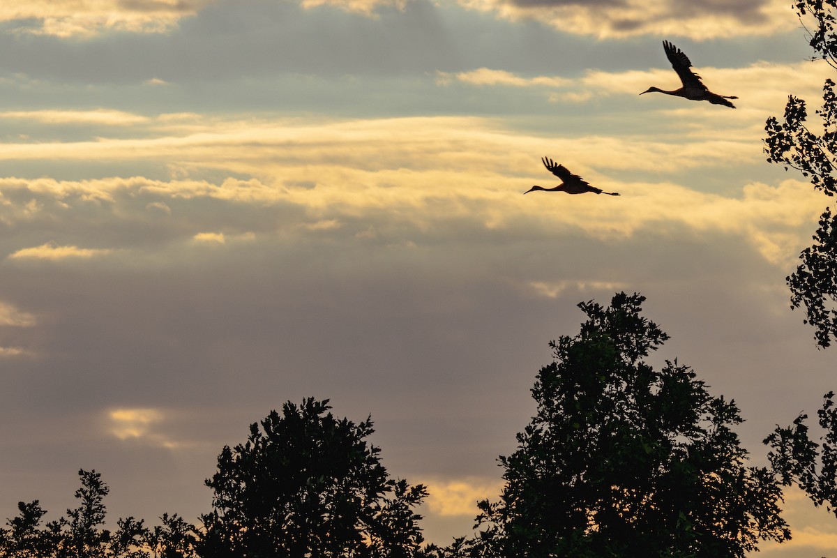 Sandhill Crane - ML620395504