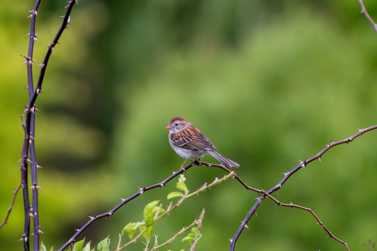 Field Sparrow - ML620395511