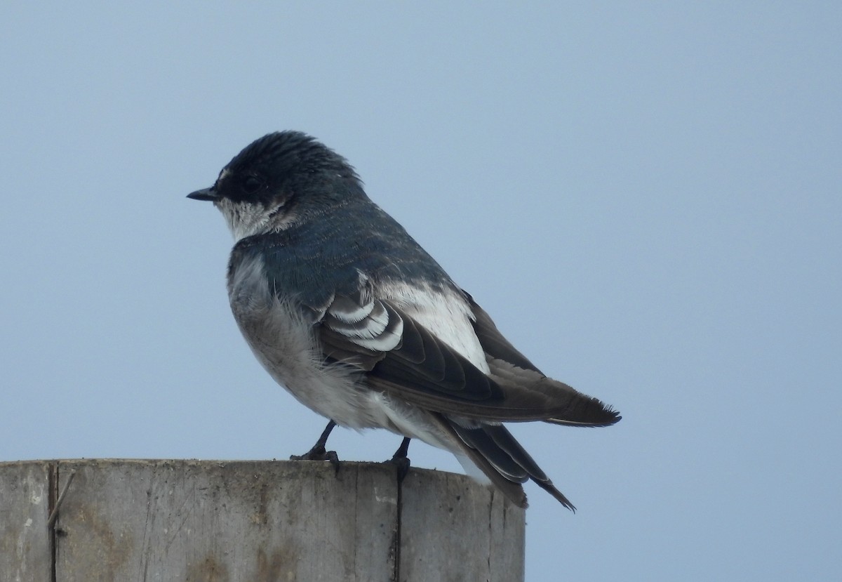 Golondrina de Tumbes - ML620395512