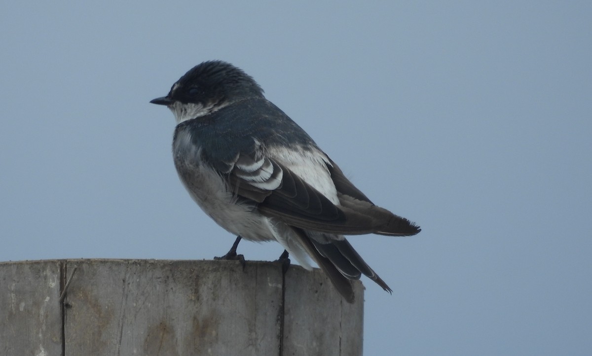 Tumbes Swallow - Fernando Angulo - CORBIDI