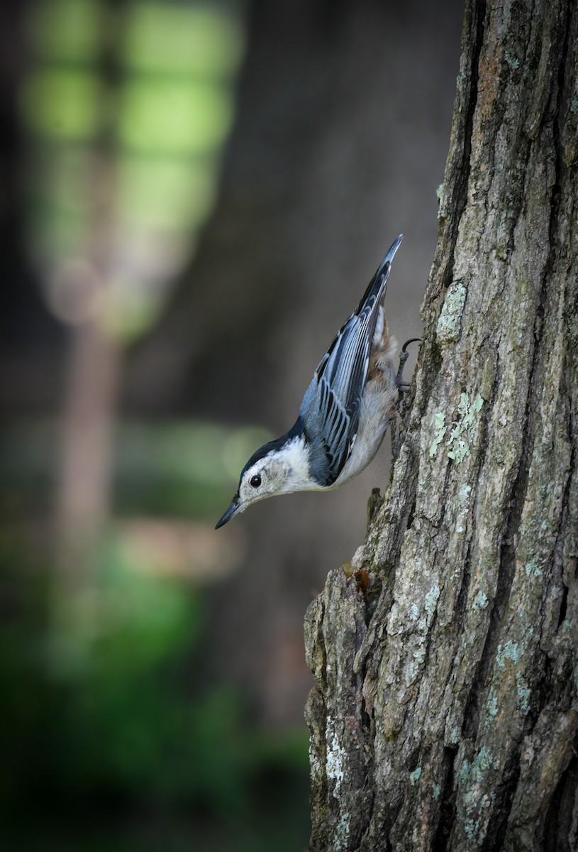 White-breasted Nuthatch - ML620395518