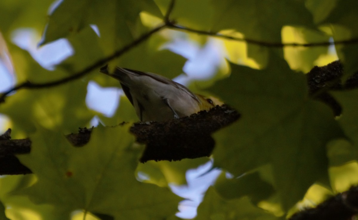 Yellow-throated Vireo - ML620395519