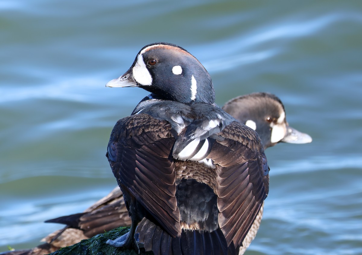 Harlequin Duck - ML620395533