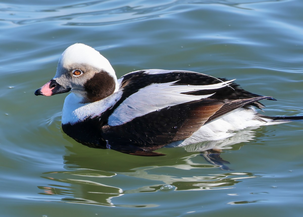 Long-tailed Duck - ML620395547