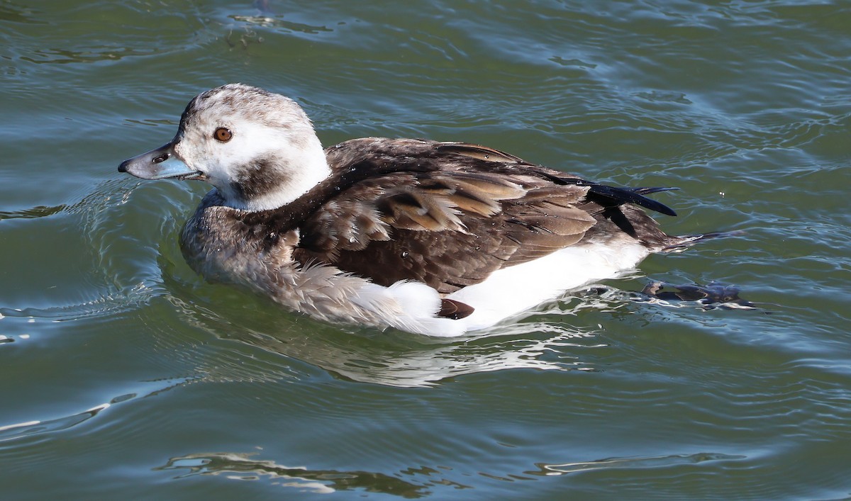 Long-tailed Duck - ML620395548