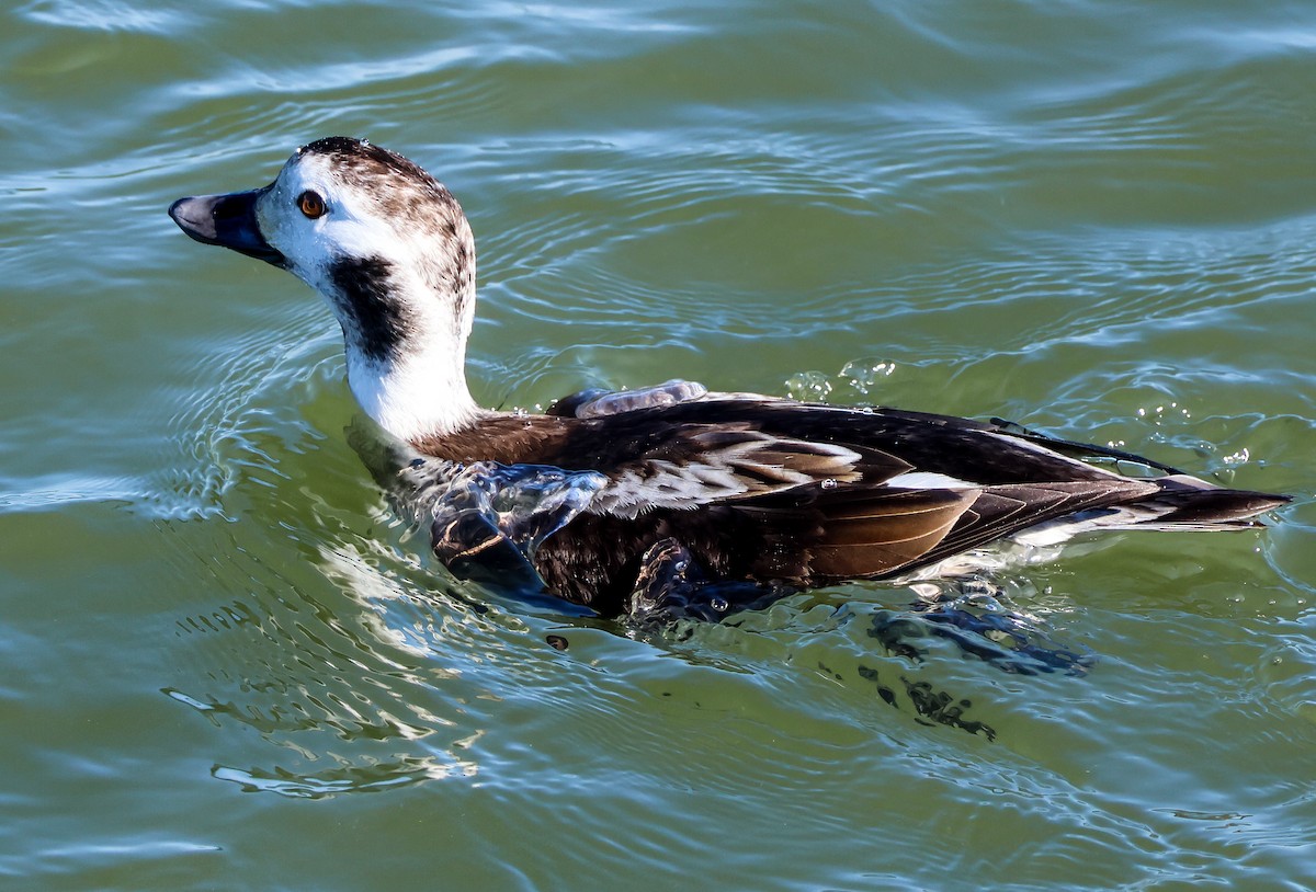 Long-tailed Duck - ML620395549