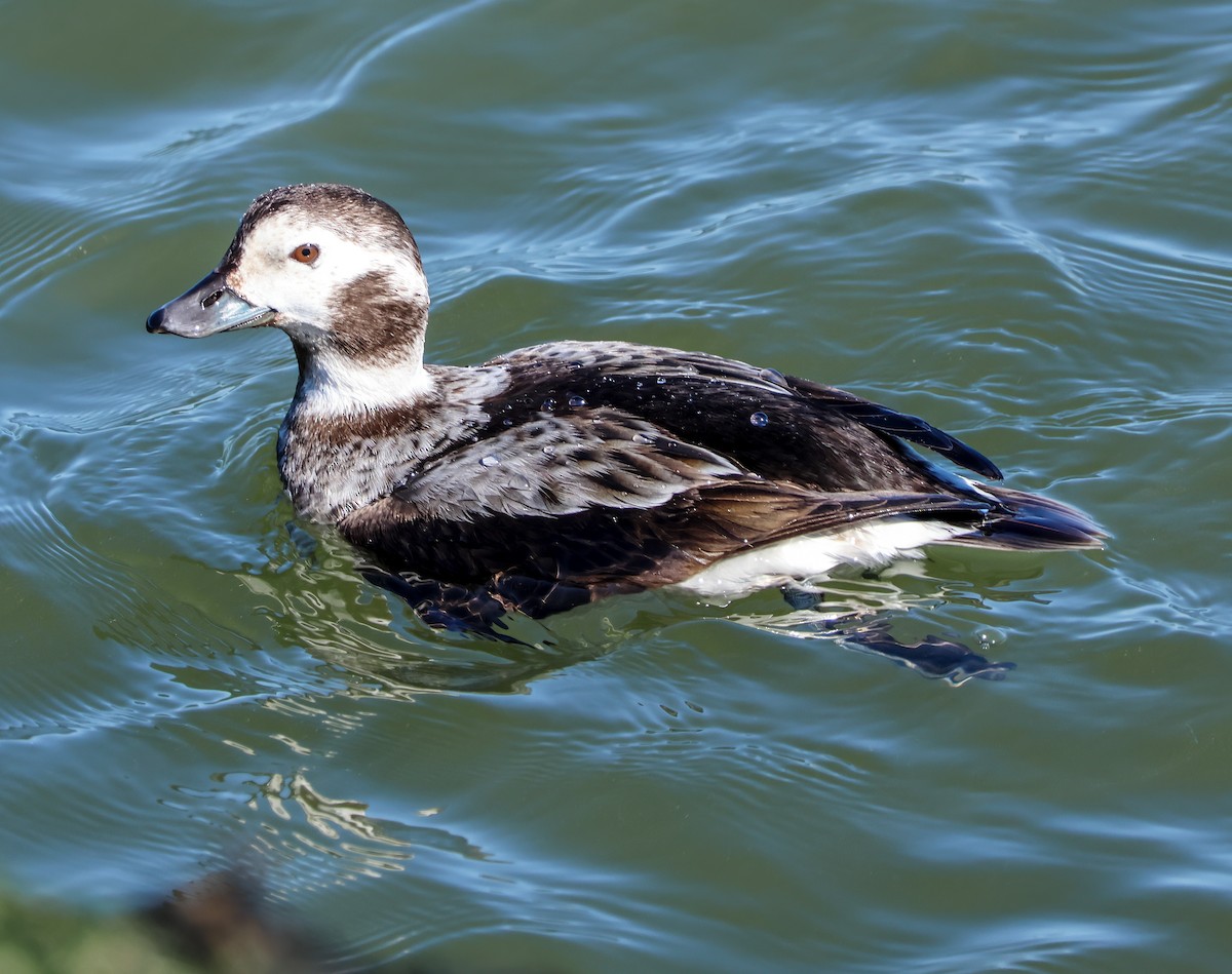 Long-tailed Duck - ML620395550