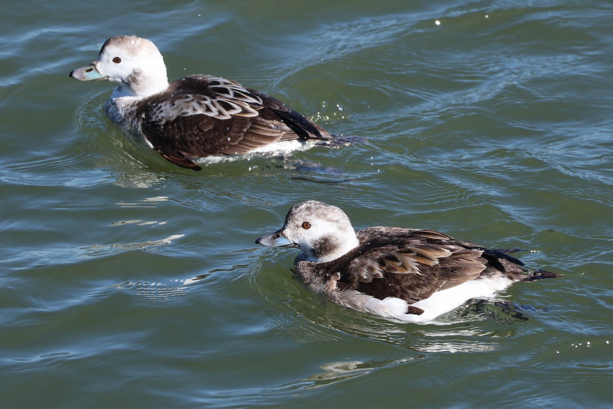 Long-tailed Duck - ML620395551
