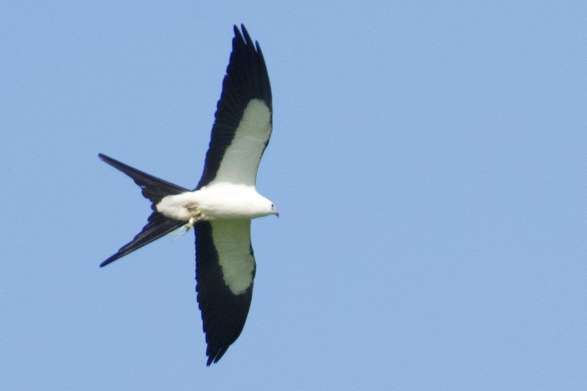 Swallow-tailed Kite - ML620395556