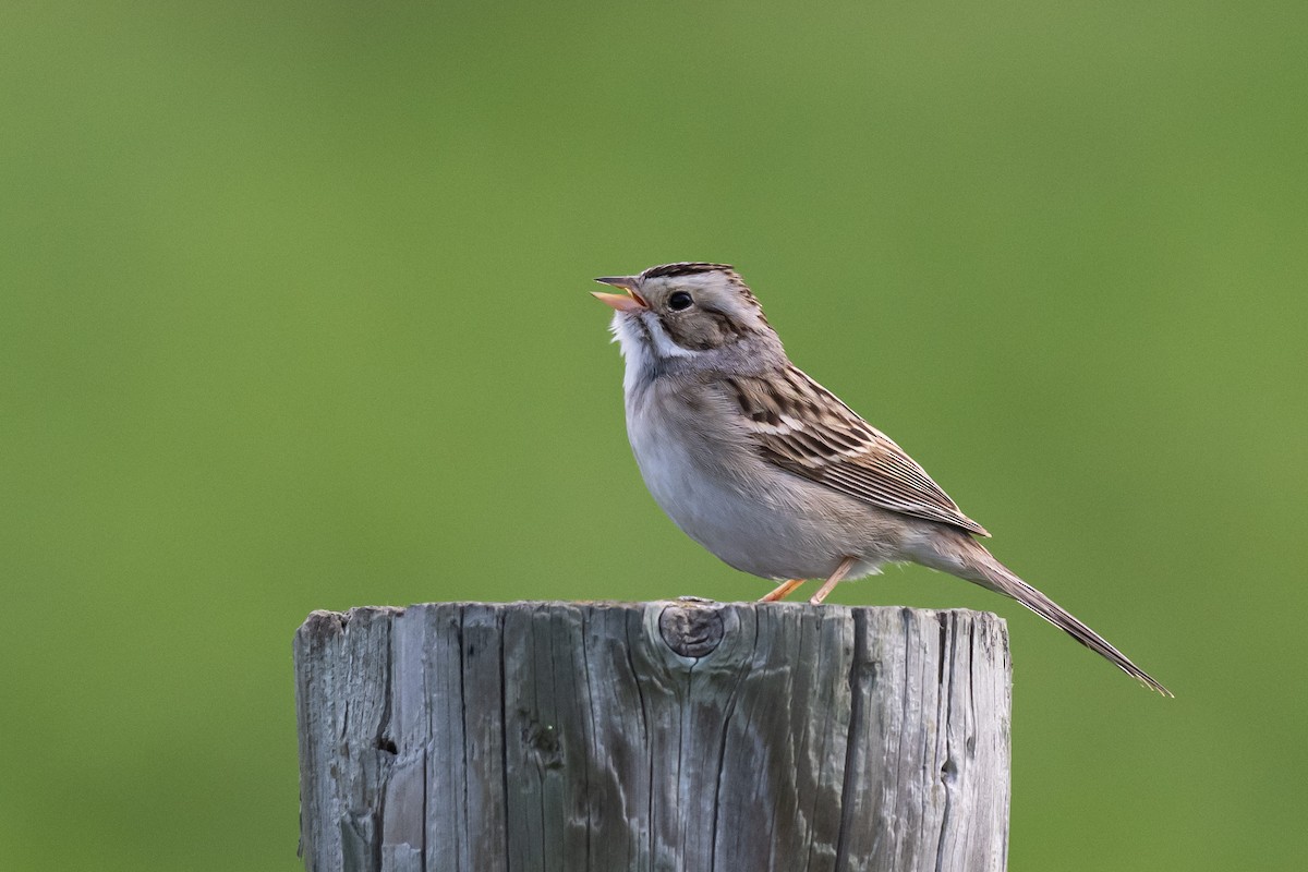 Clay-colored Sparrow - ML620395557