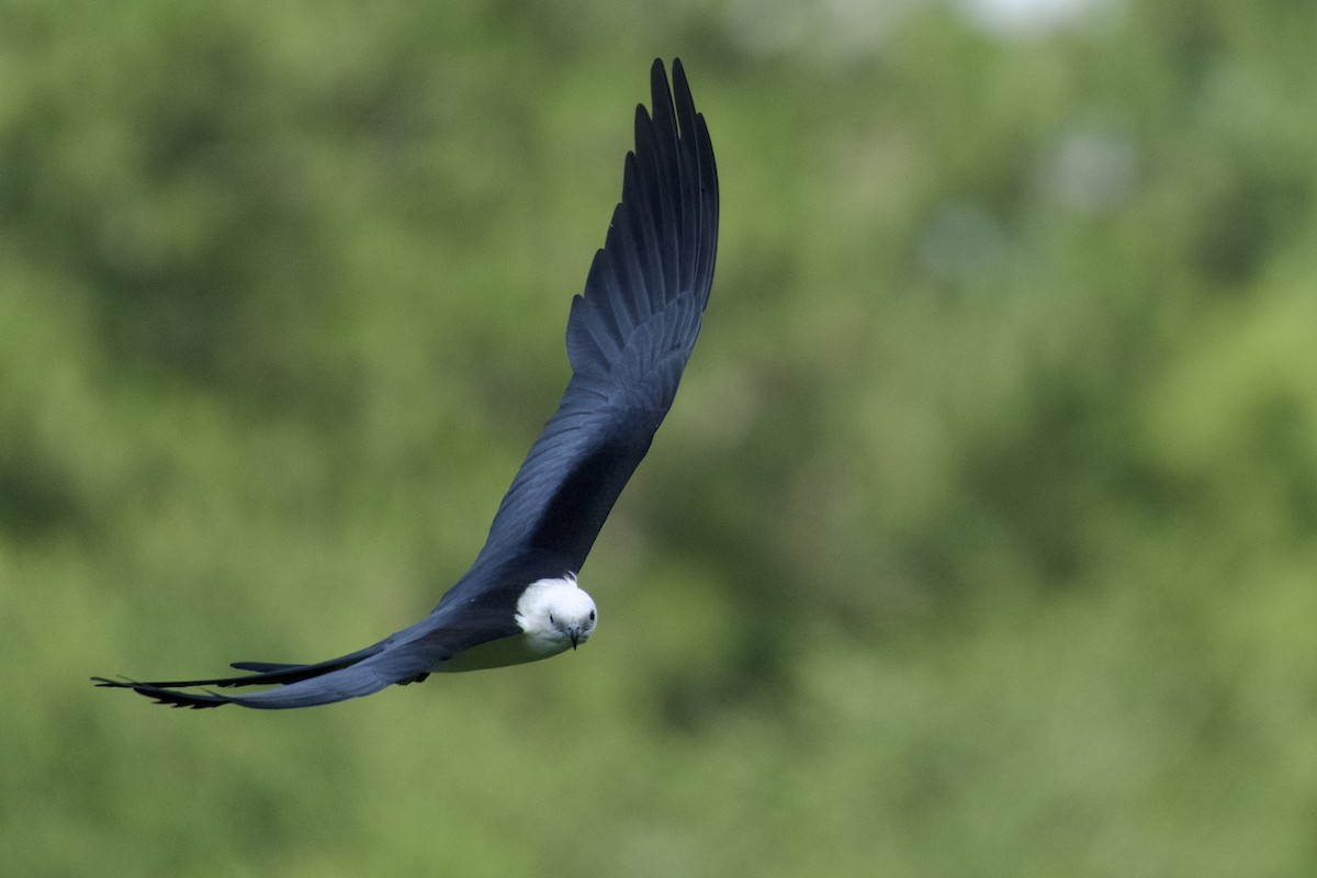 Swallow-tailed Kite - ML620395565