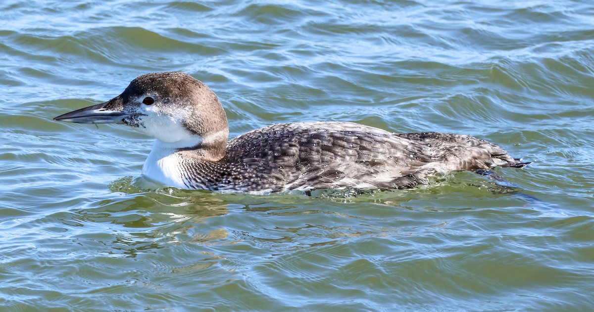 Plongeon huard - ML620395571