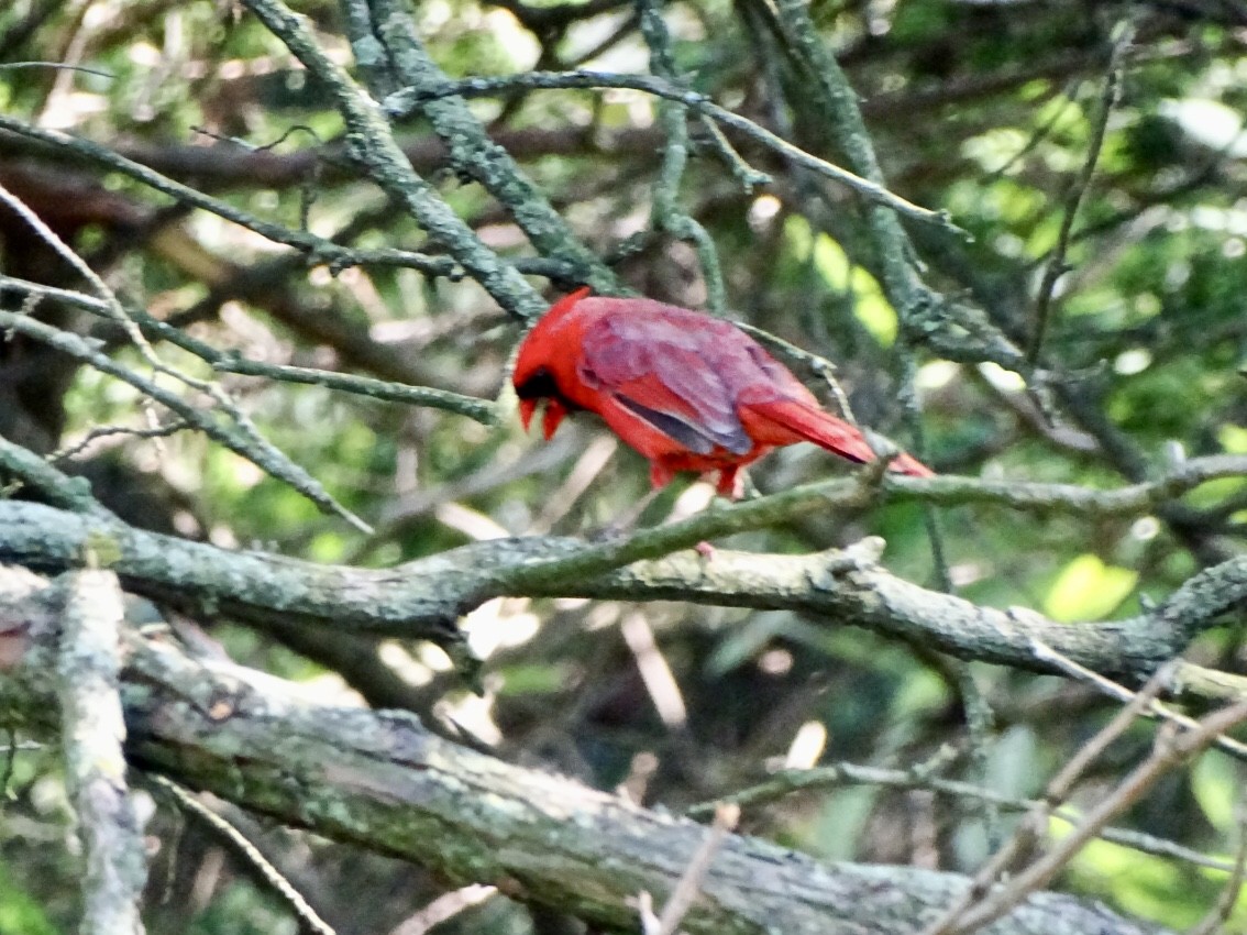 Cardinal rouge - ML620395572