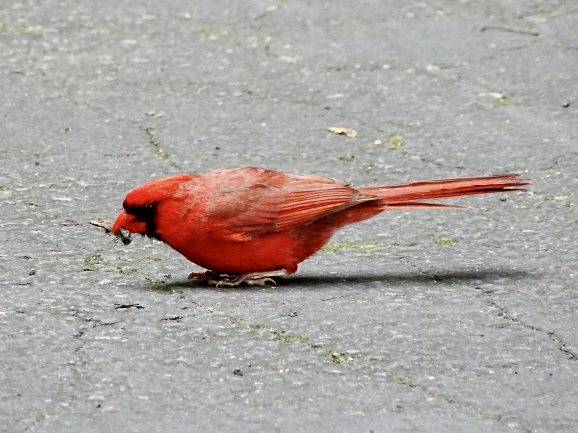 Cardinal rouge - ML620395573
