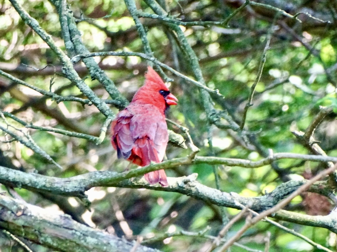 Cardinal rouge - ML620395574