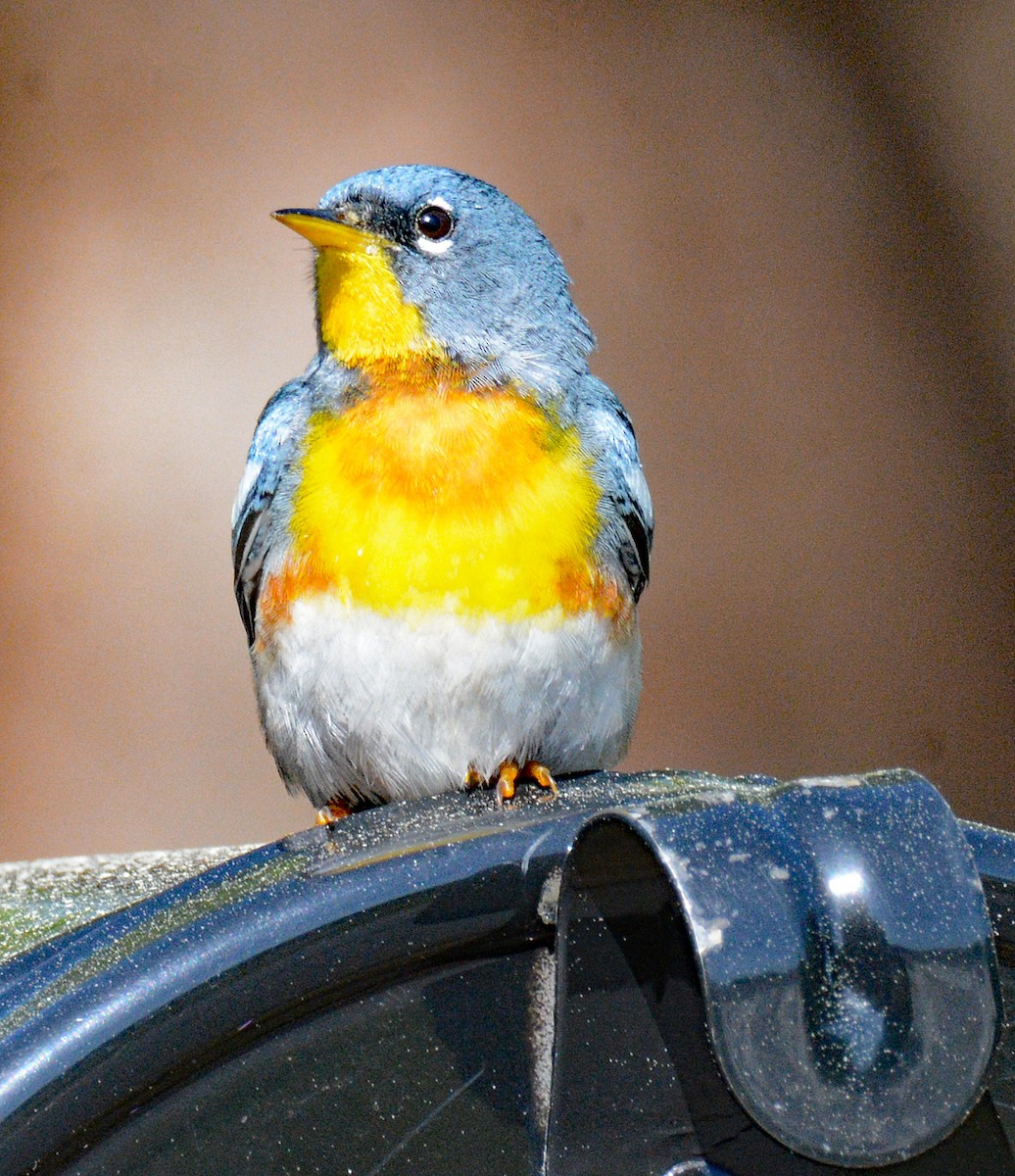 Northern Parula - ML620395581