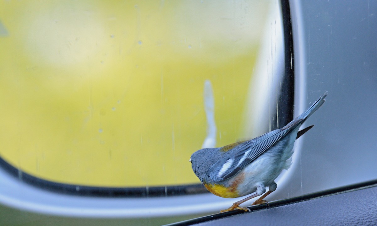 Northern Parula - ML620395588