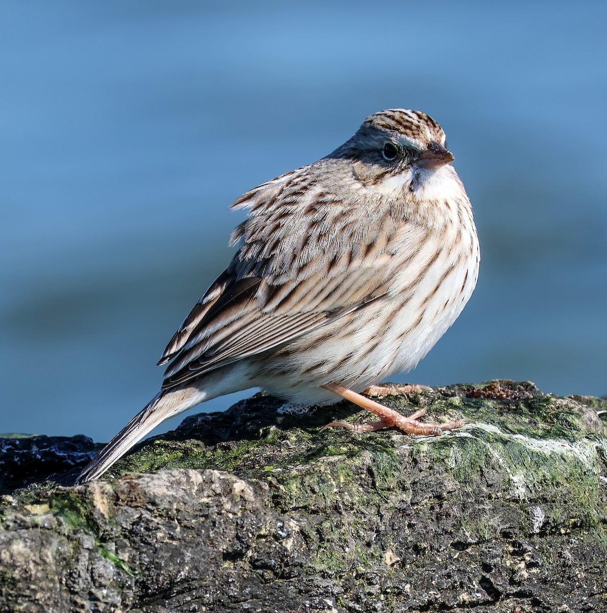 Savannah Sparrow - ML620395594