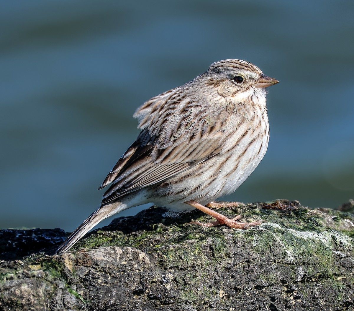 Savannah Sparrow - ML620395595
