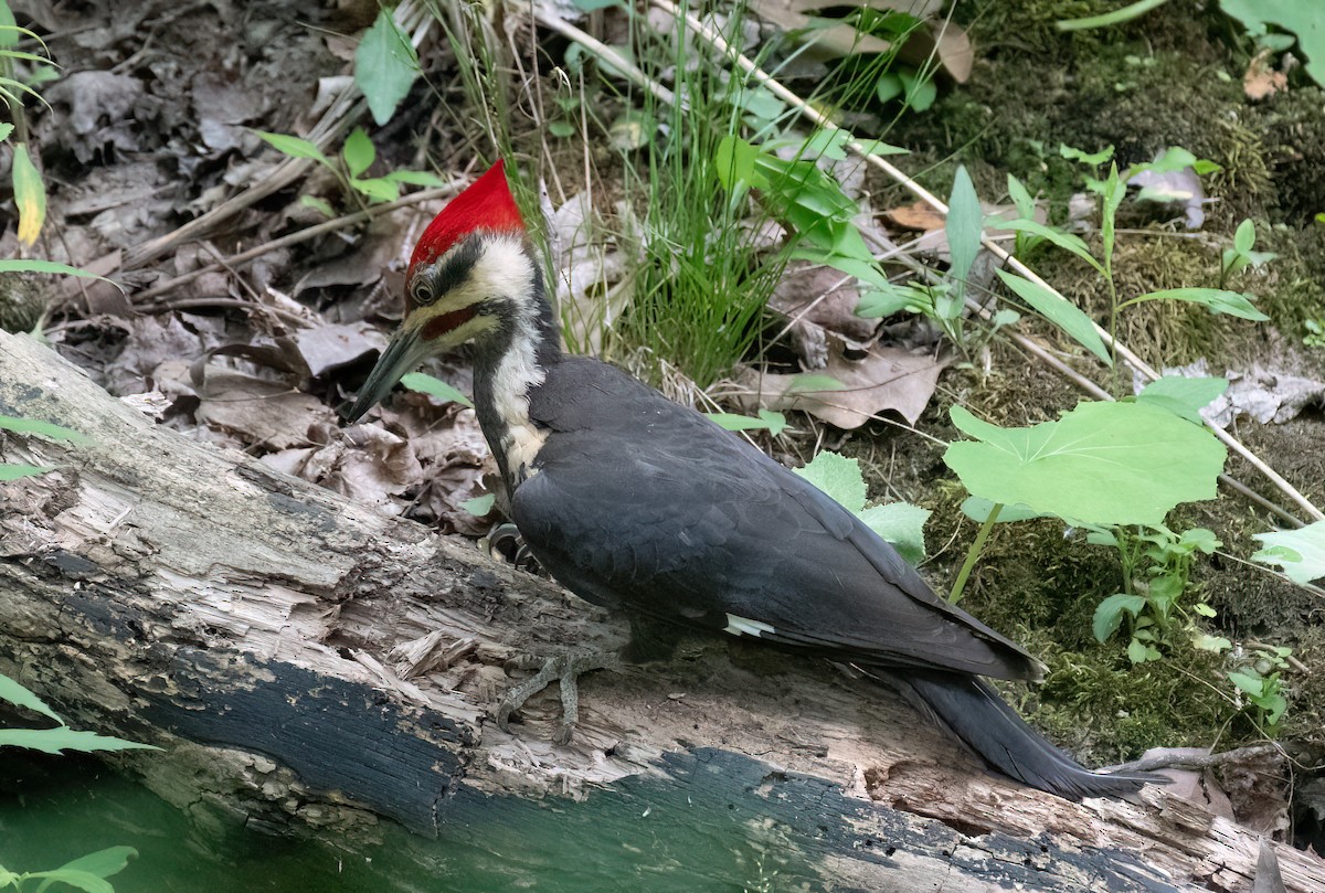 Pileated Woodpecker - Mike Good
