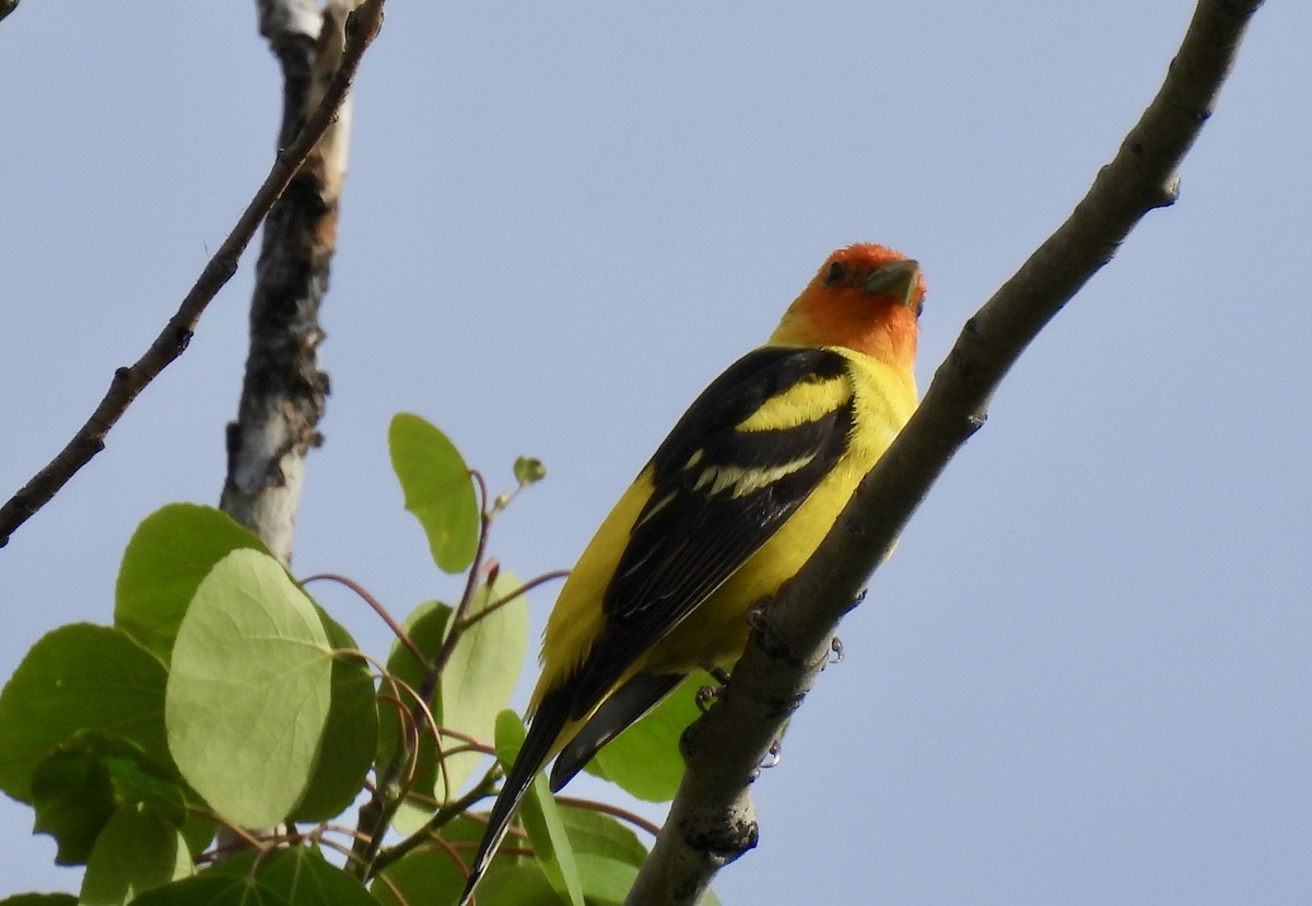 Western Tanager - ML620395601