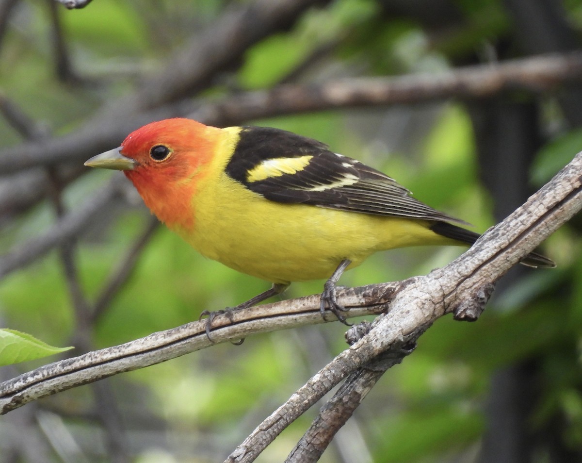 Western Tanager - ML620395602