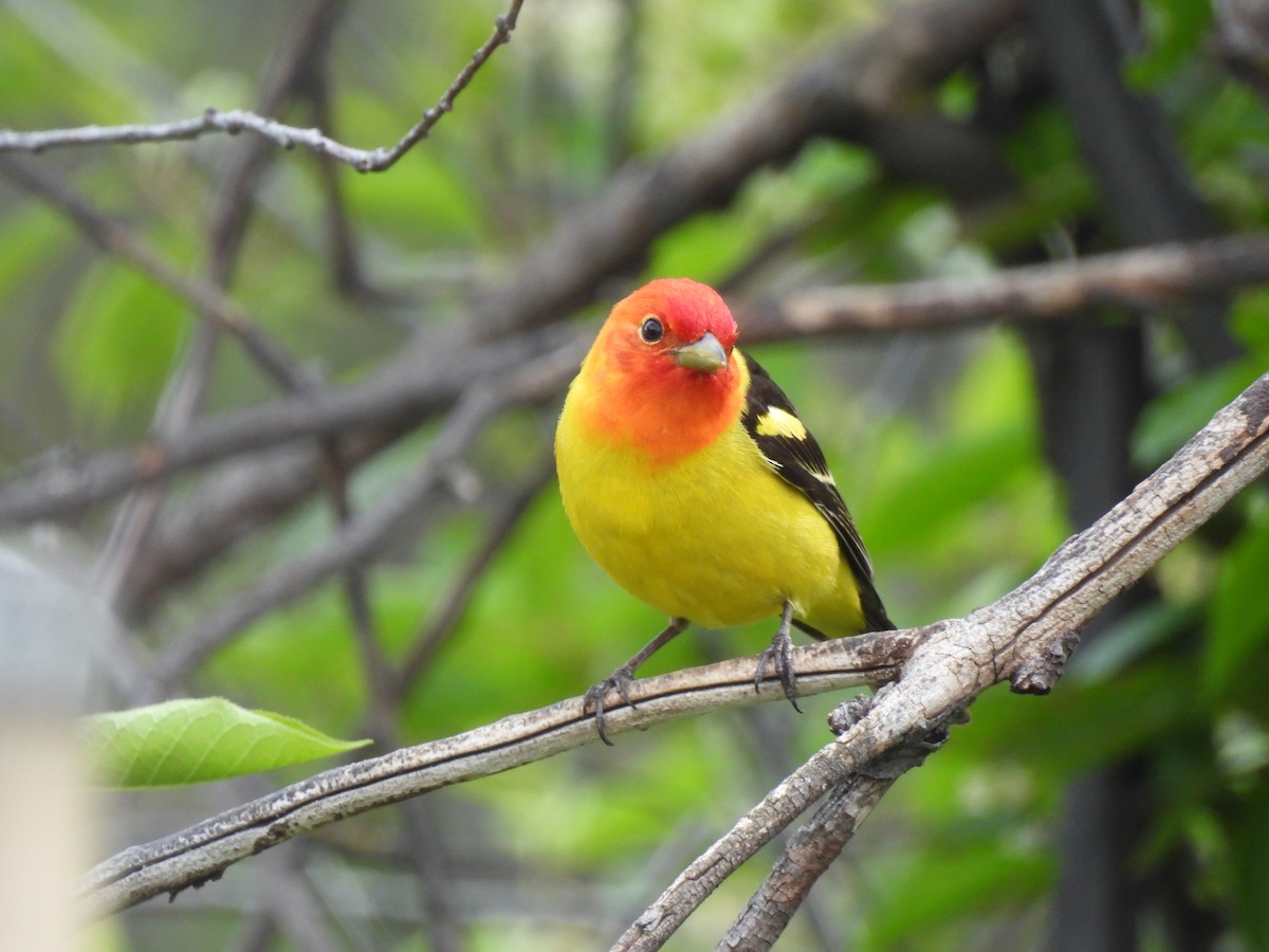 Western Tanager - ML620395603