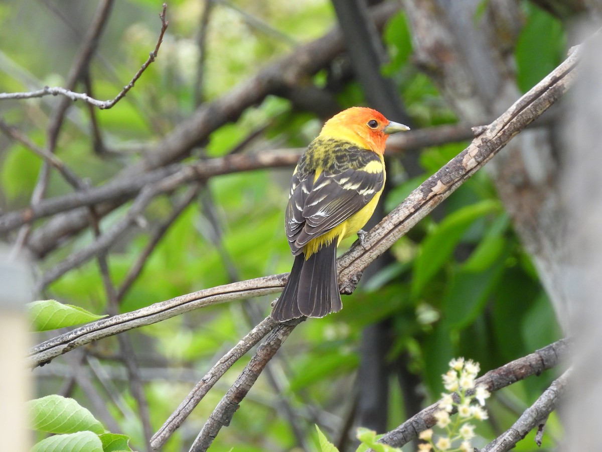 Western Tanager - ML620395604