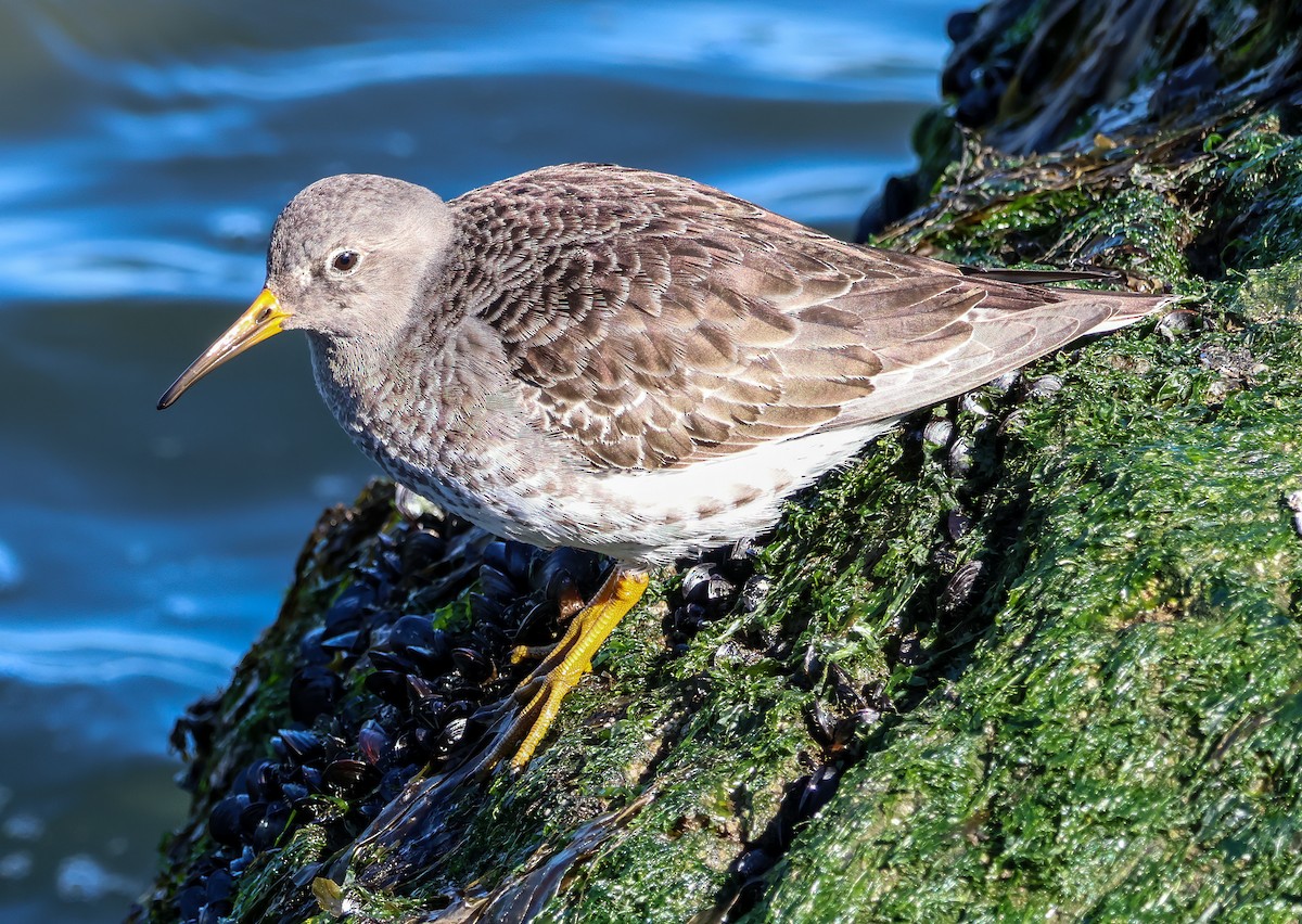 Purple Sandpiper - ML620395610