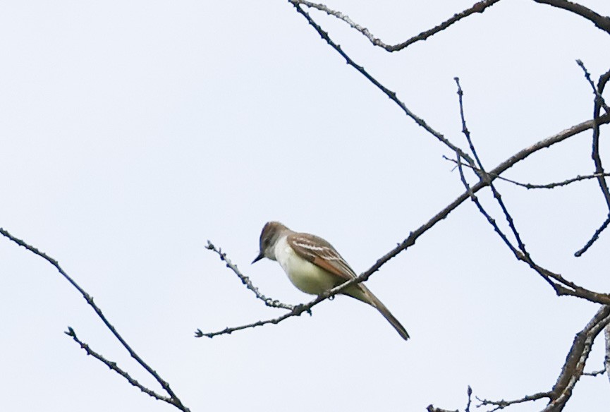 Ash-throated Flycatcher - ML620395612