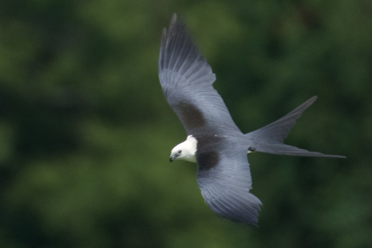Swallow-tailed Kite - ML620395618