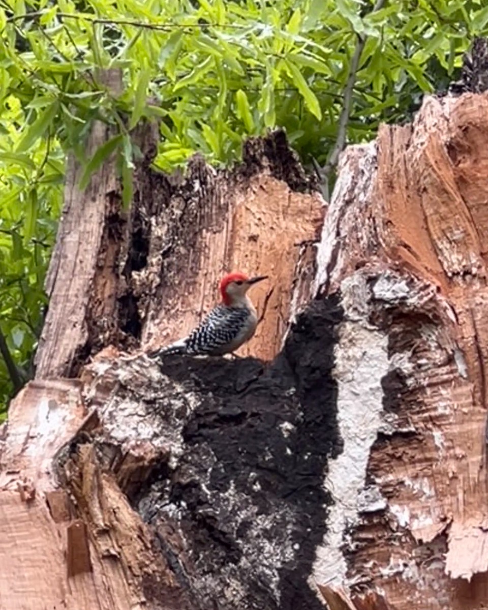 Red-bellied Woodpecker - ML620395625