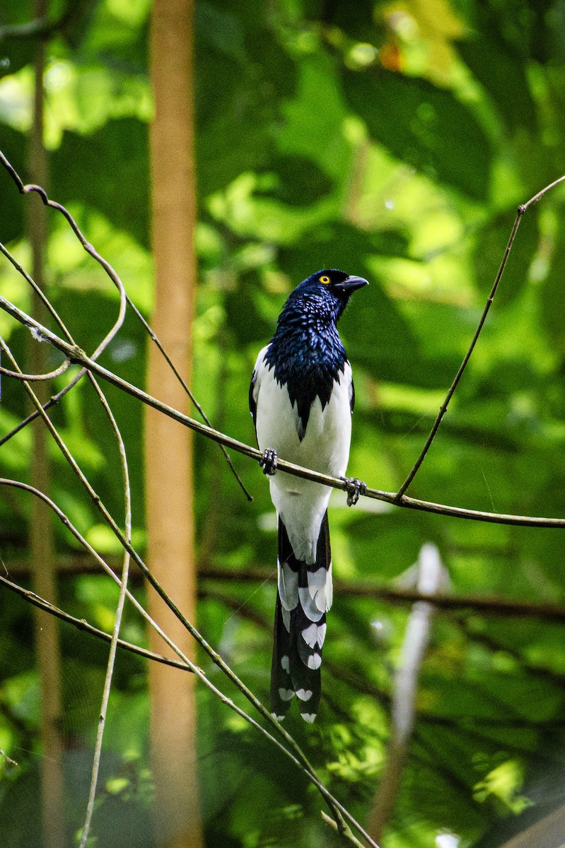 Magpie Tanager - ML620395629