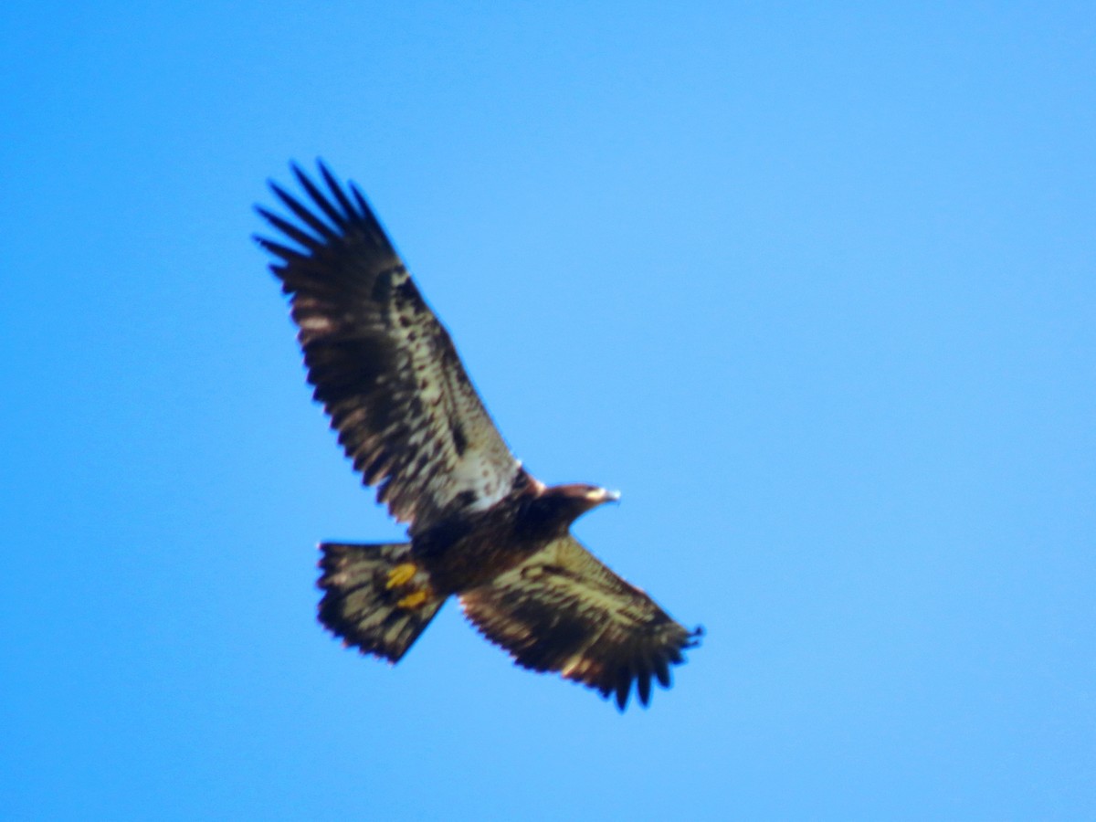 Bald Eagle - ML620395630