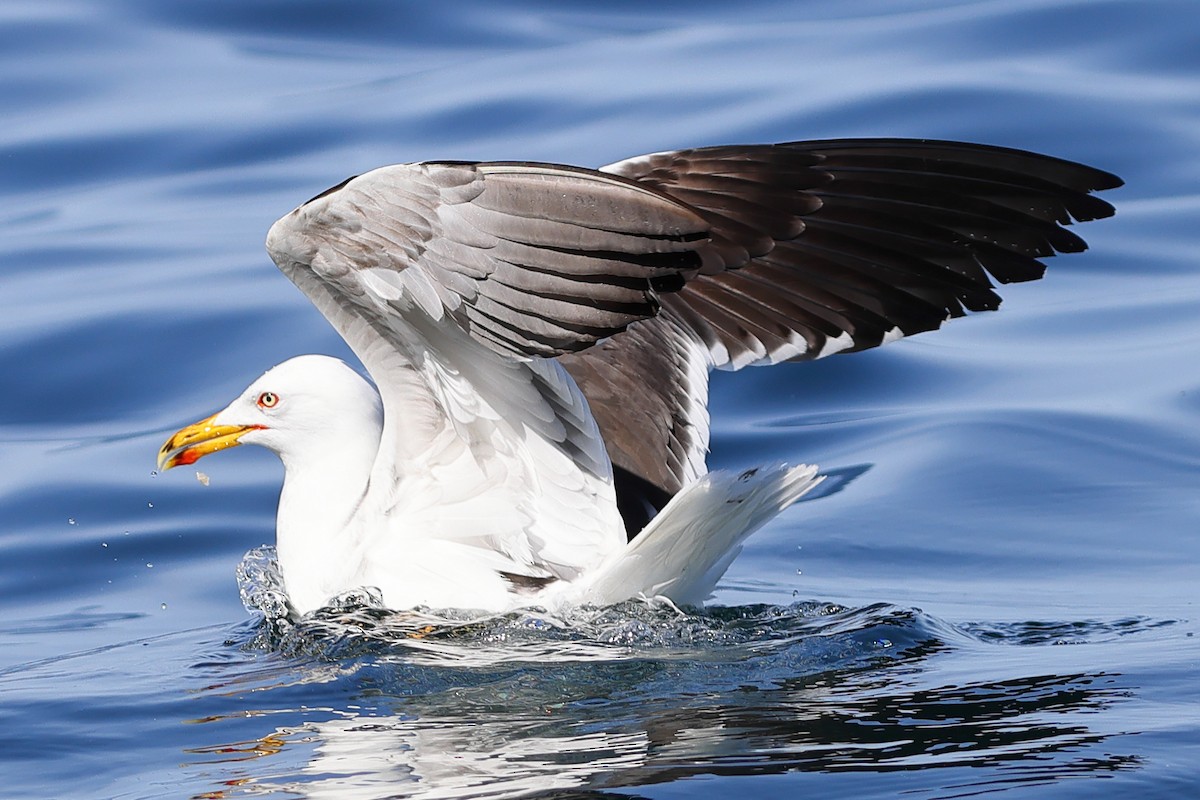 Great Black-backed Gull - ML620395678