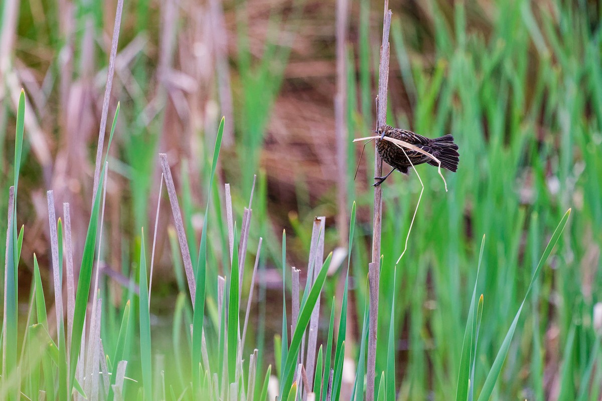 Red-winged Blackbird - ML620395679