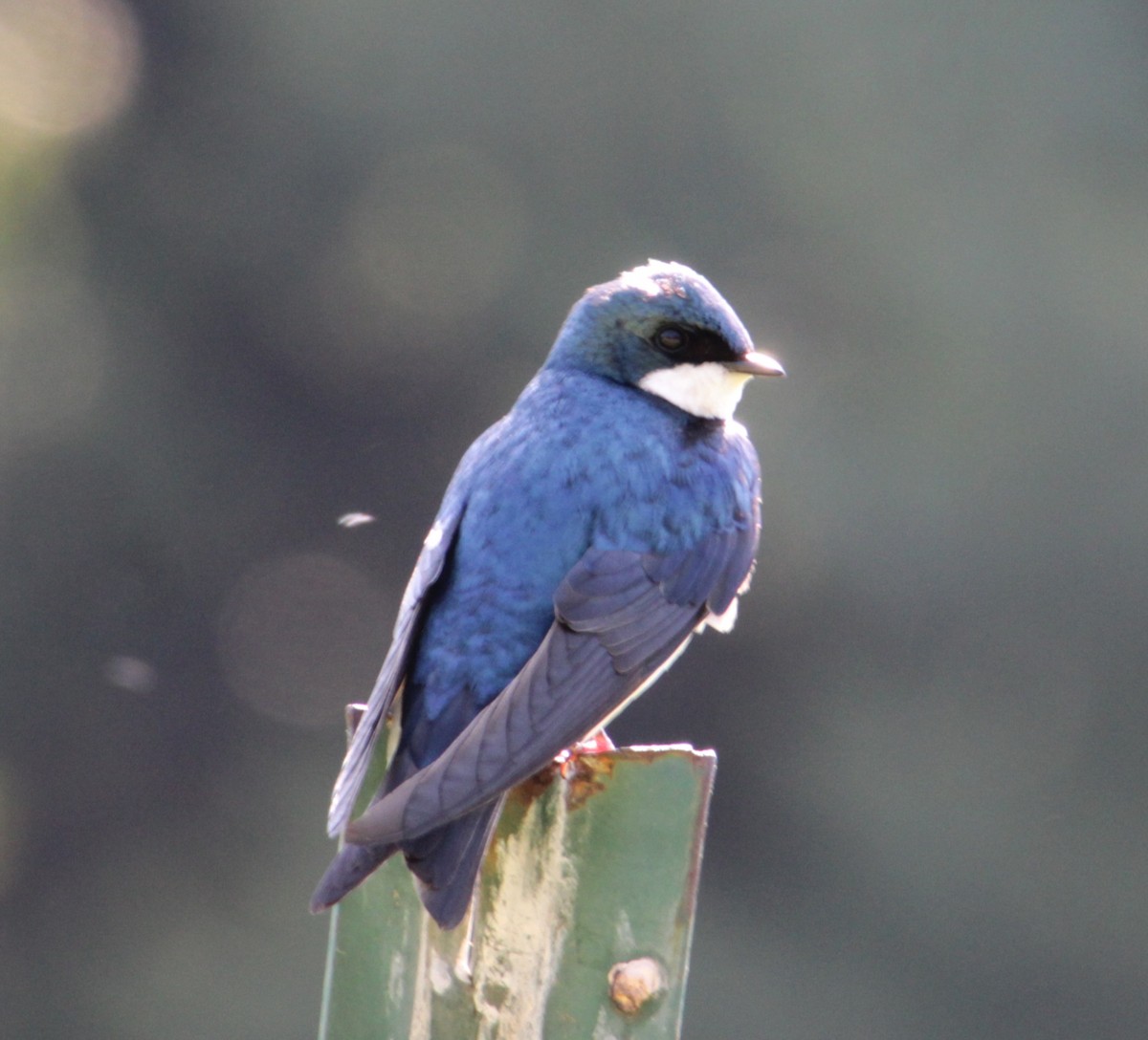 Tree Swallow - ML620395684