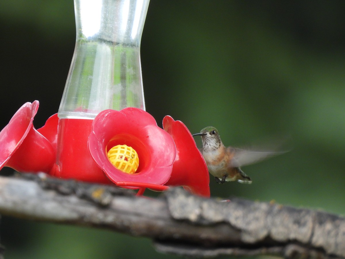 Calliope Hummingbird - ML620395700