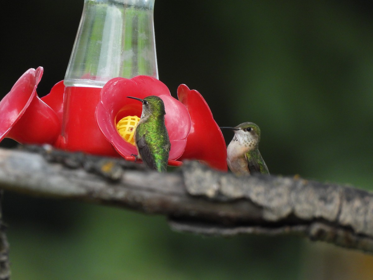 Calliope Hummingbird - ML620395701