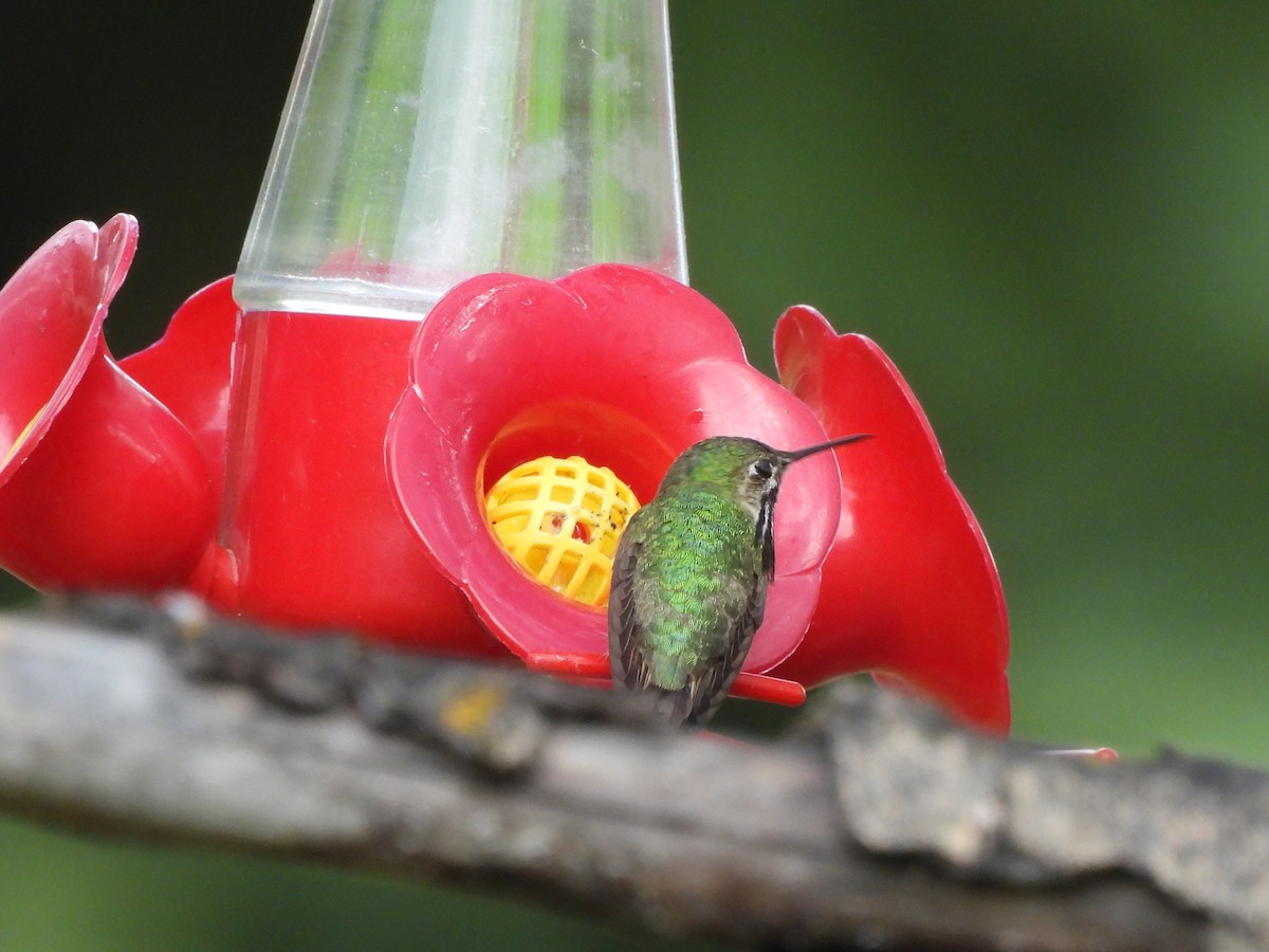 Calliope Hummingbird - ML620395702
