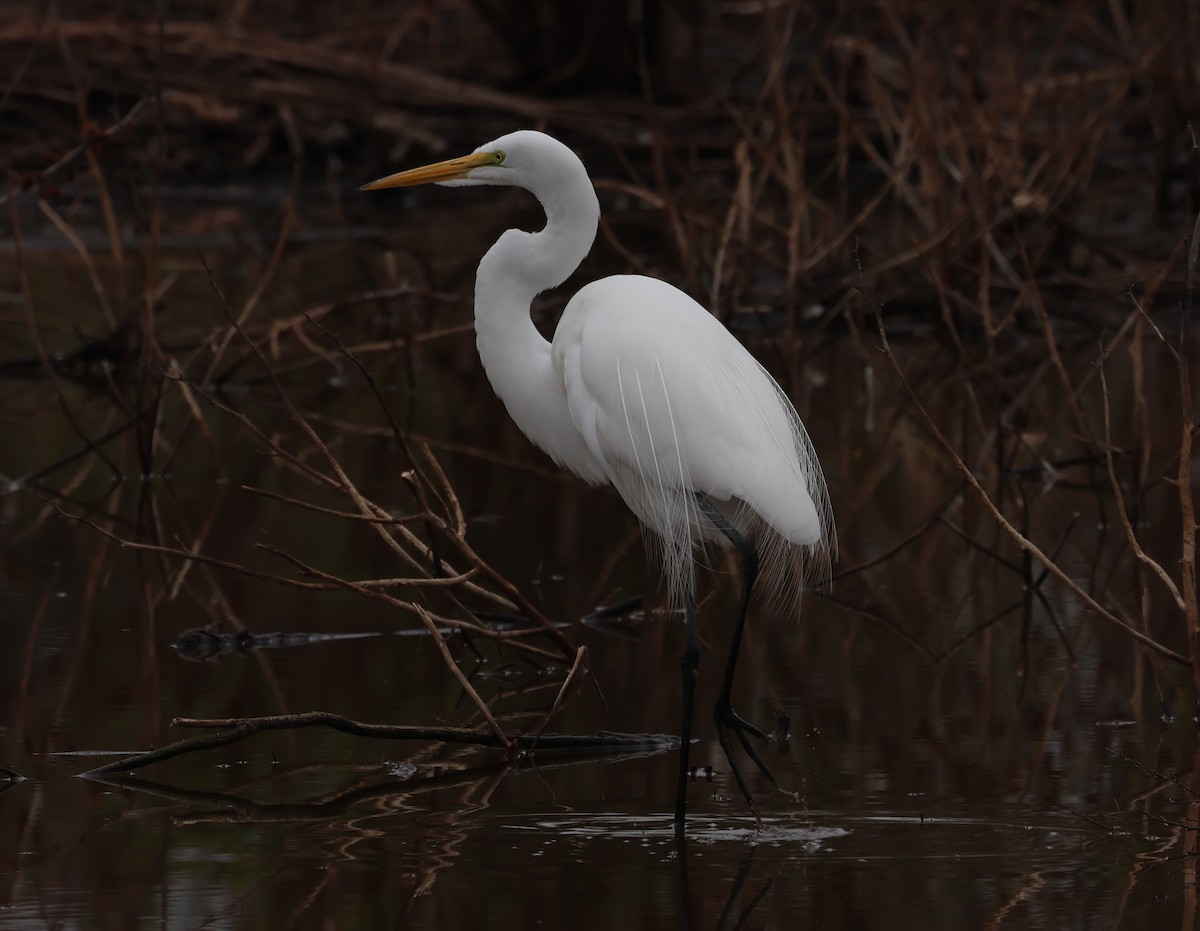 Great Egret - ML620395707