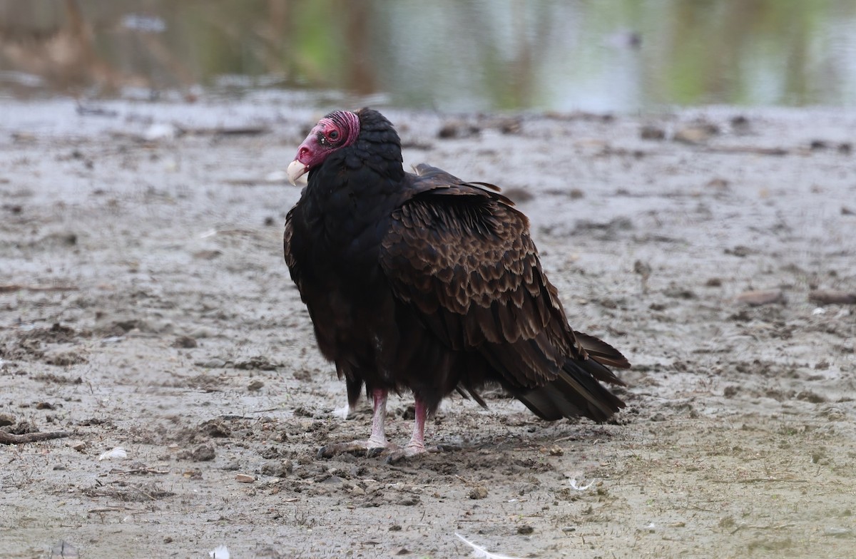 Turkey Vulture - ML620395711