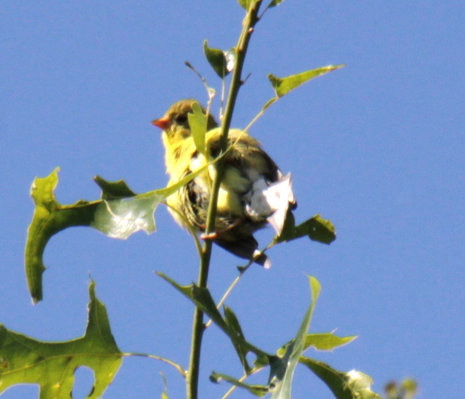 Chardonneret jaune - ML620395717