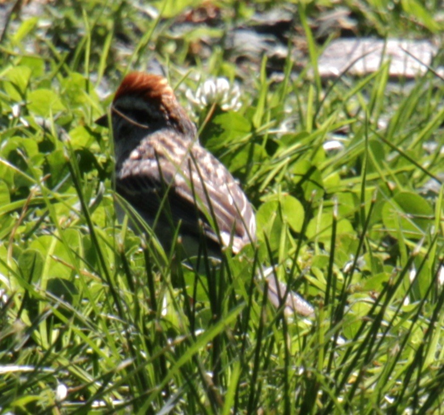 Chipping Sparrow - ML620395726