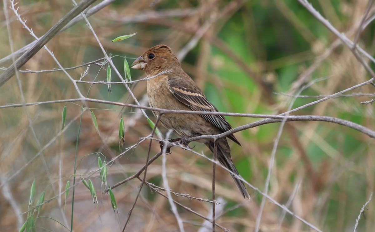 Blue Grosbeak - ML620395728