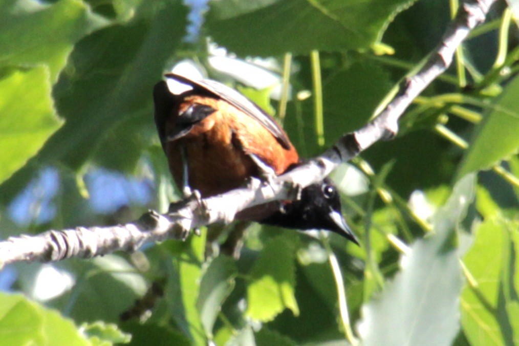 Orchard Oriole - ML620395732