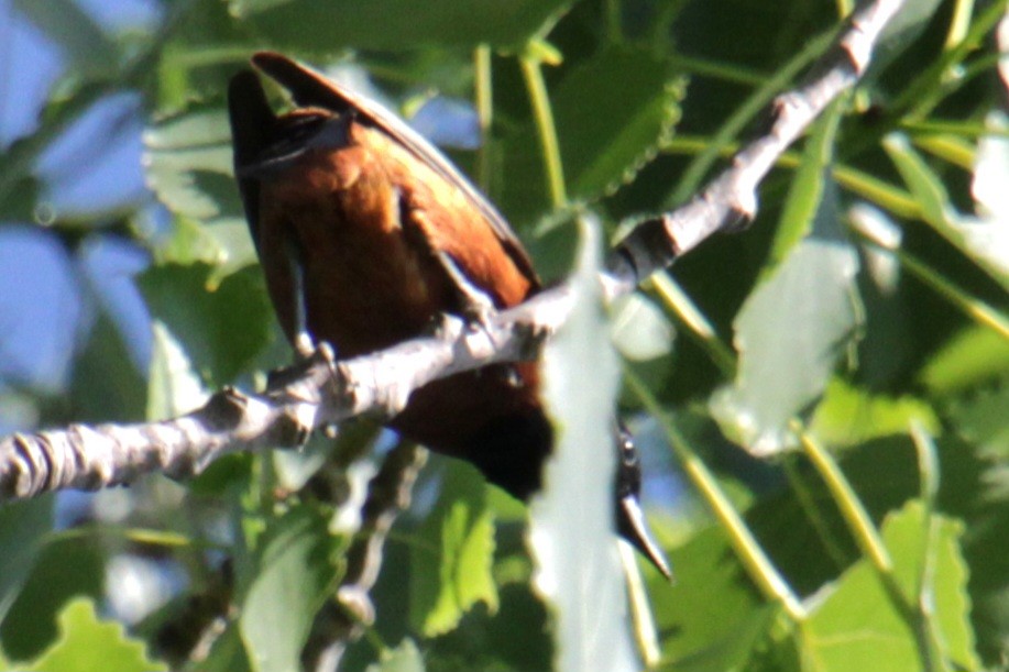 Orchard Oriole - ML620395733