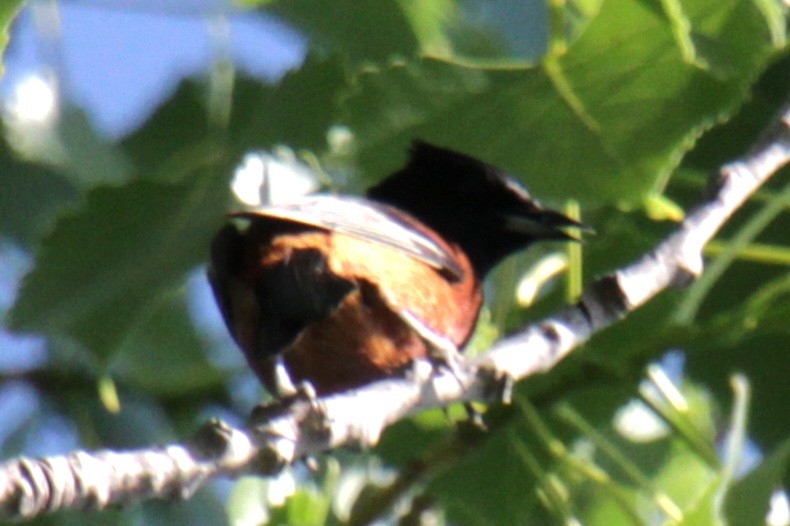 Orchard Oriole - ML620395734