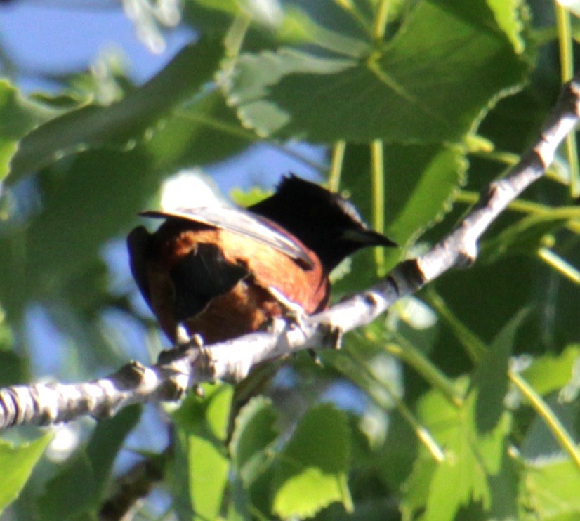 Orchard Oriole - ML620395735
